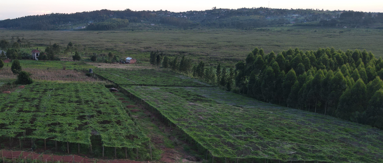 Outgrower Network